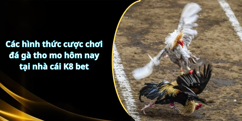 Các hình thức cược chơi đá gà tho mo hôm nay tại nhà cái K8 bet