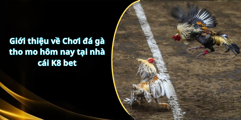 Giới thiệu về Chơi đá gà tho mo hôm nay tại nhà cái K8 bet