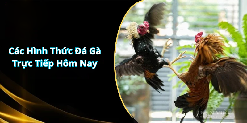 Các Hình Thức Đá Gà Trực Tiếp Hôm Nay