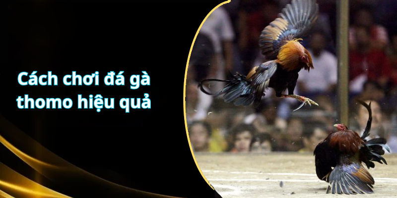 Cách chơi đá gà thomo hiệu quả