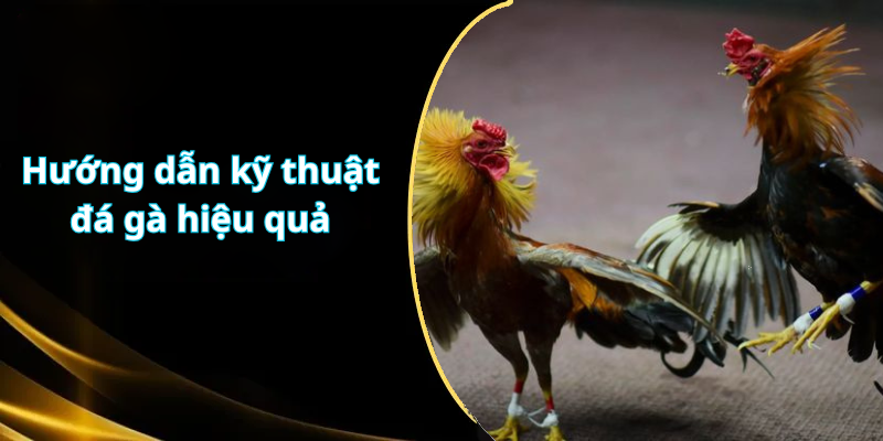 Hướng dẫn kỹ thuật đá gà hiệu quả