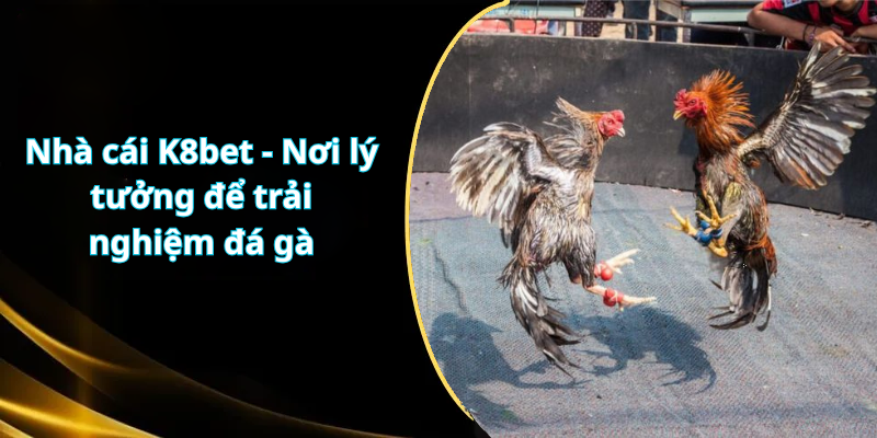 Nhà cái K8bet - Nơi lý tưởng để trải nghiệm đá gà