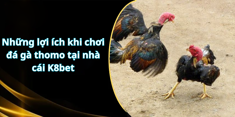 Những lợi ích khi chơi đá gà thomo tại nhà cái K8bet