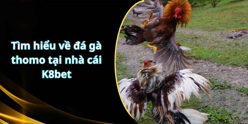 Tìm hiểu về đá gà thomo tại nhà cái K8bet