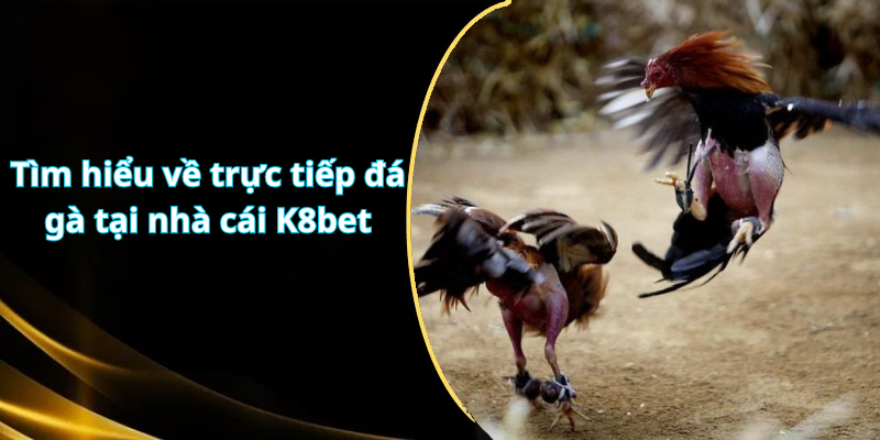 Tìm hiểu về trực tiếp đá gà tại nhà cái K8bet