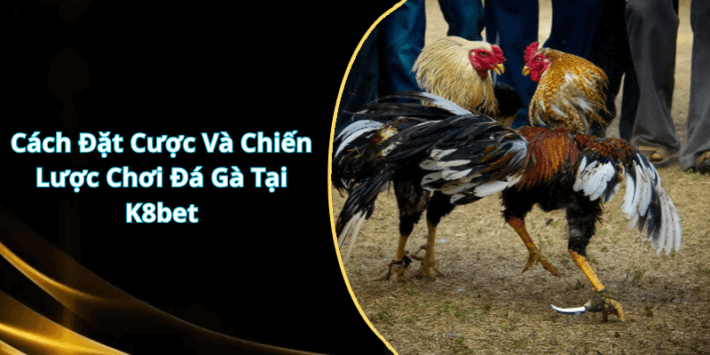 Cách Đặt Cược Và Chiến Lược Chơi Đá Gà Tại K8bet