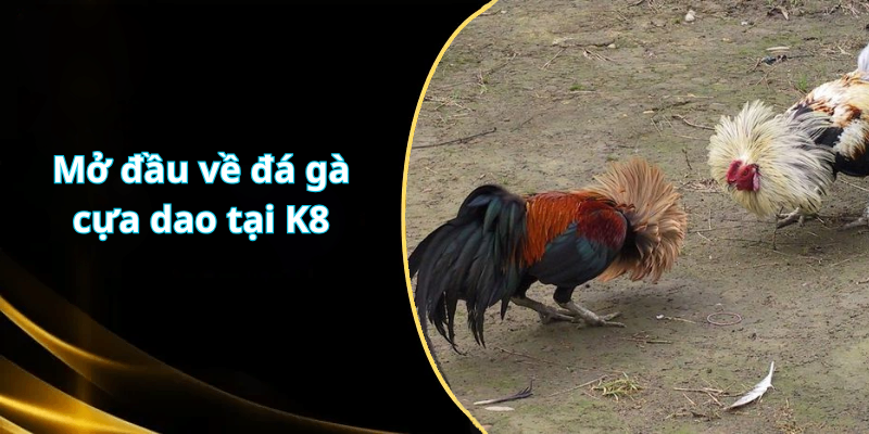 Mở đầu về đá gà cựa dao tại K8
