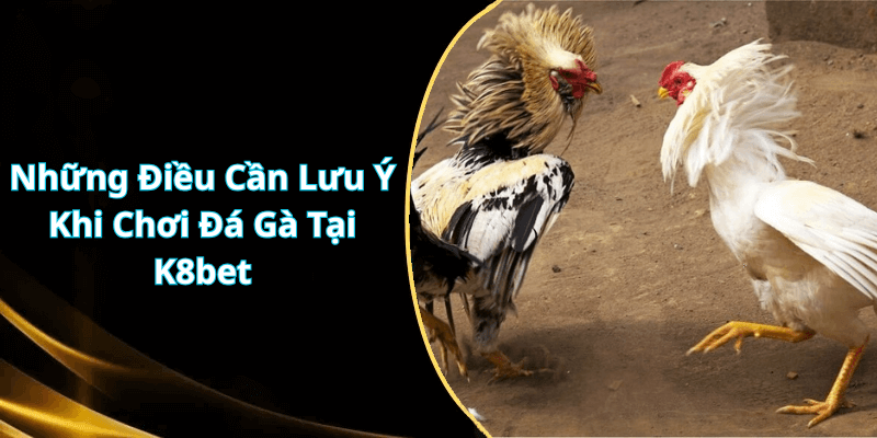 Những Điều Cần Lưu Ý Khi Chơi Đá Gà Tại nhà cái k8bet