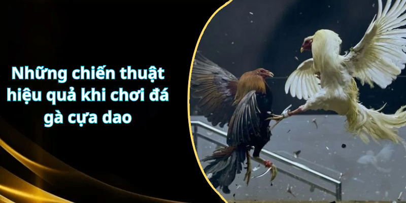 Những chiến thuật hiệu quả khi chơi đá gà cựa dao