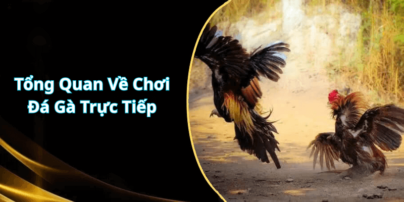 Tổng Quan Về Chơi Đá Gà Trực Tiếp