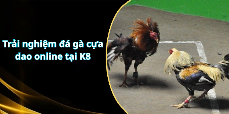 Trải nghiệm đá gà cựa dao online tại K8